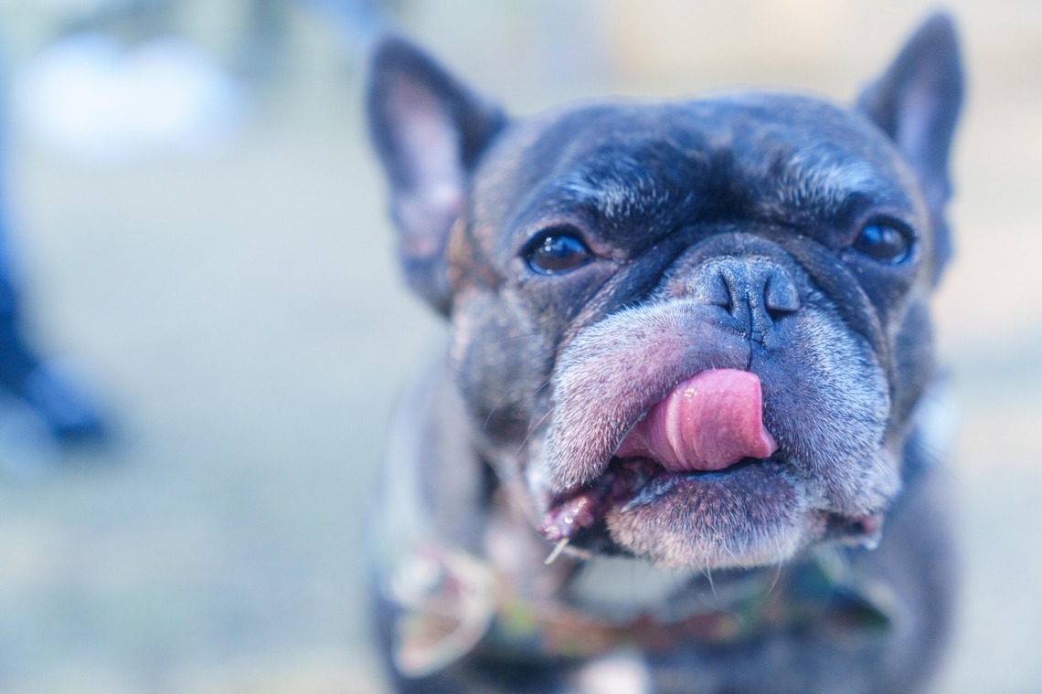 牧野 政宏が撮影した「ペット撮影」の写真