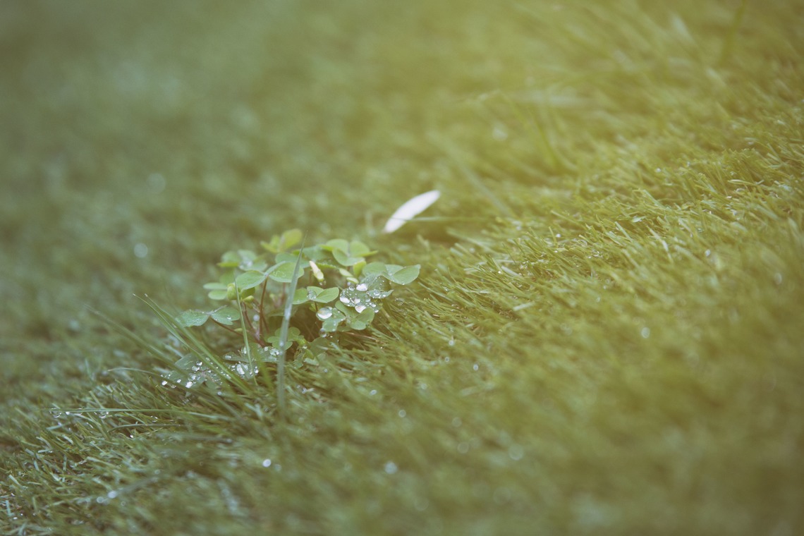 高野和希が撮影した「千葉県　ヴェントモデルノ」の写真
