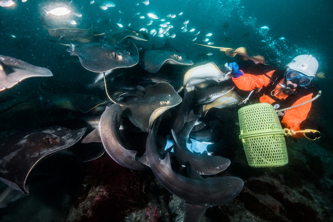 リトルダイナソーが撮影した「水中風景」の写真