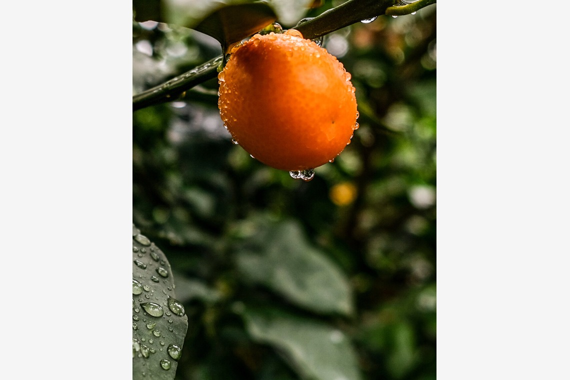 Aoshima Photographyが撮影した「Black Fly's Sunglasses」の写真