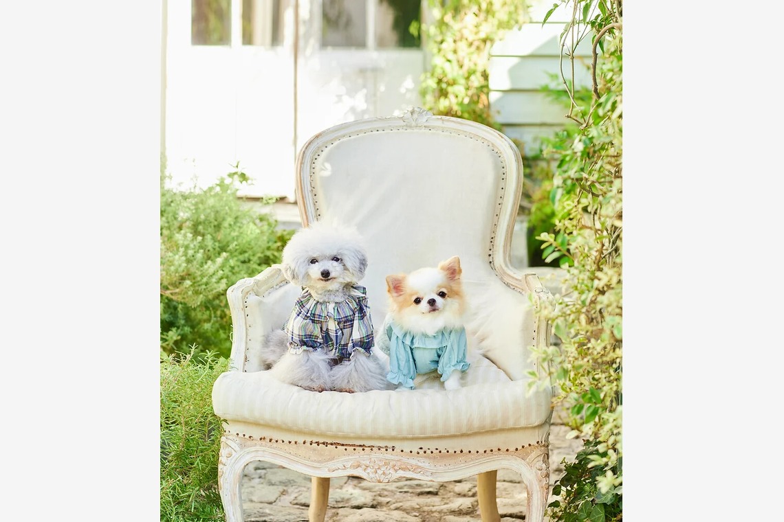 白井由香里写真事務所が撮影した写真のアルバム「動物」