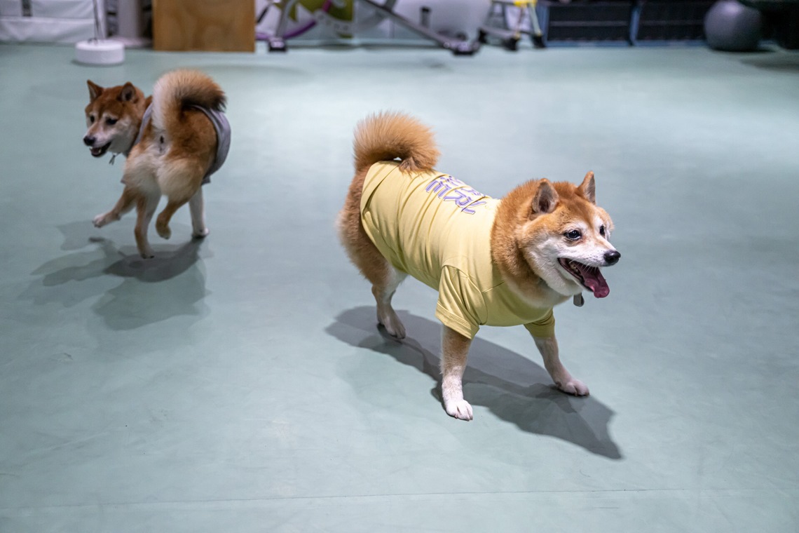 吉田佳央が撮影した「DOG SHOOTING」の写真