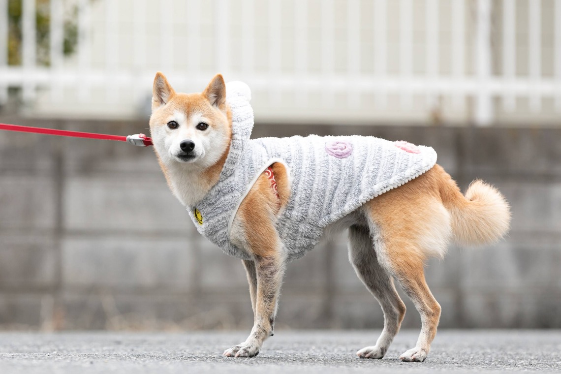 インスタントソイ合同会社　井上泰徳が撮影した写真のアルバム「ワンちゃん撮影」