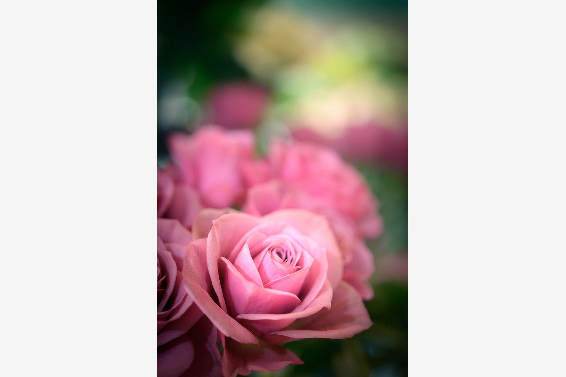 戸澤麻衣が撮影した写真のアルバム「お花屋さんの撮影」