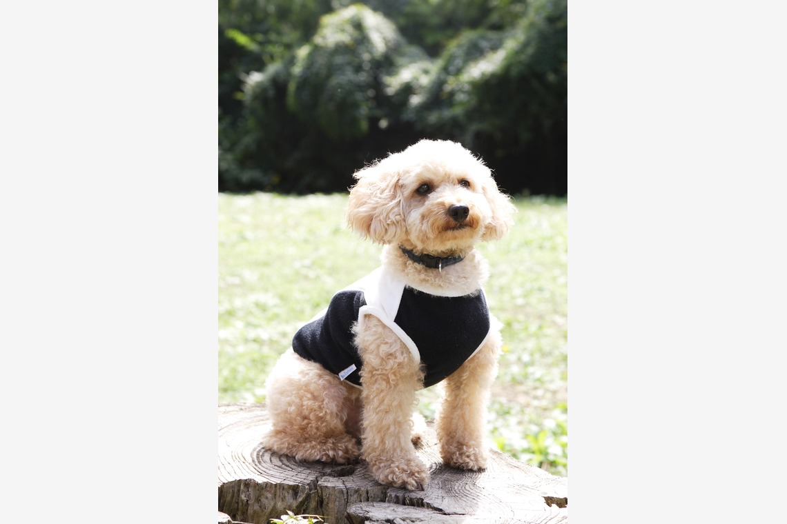 森安　照が撮影した「ペット撮影（犬・猫）」の写真