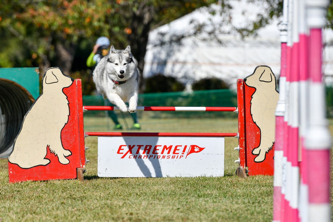 スタジオファンタスが撮影した「ドッグスポーツエクストリーム」の写真