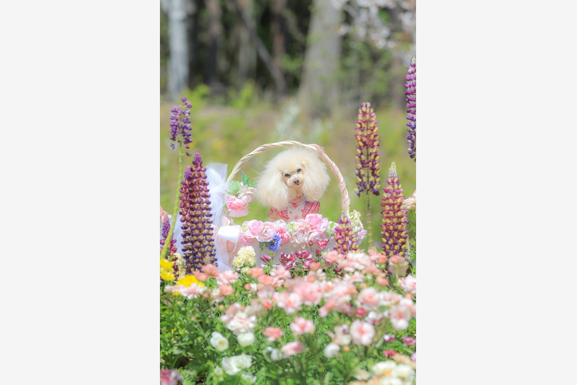 高橋 透（Coo&Sea STUDIO代表）が出張撮影した家族写真(キッズ,ベビーフォト)などが写った「大花壇de撮影会／春＠横浜」の家族写真