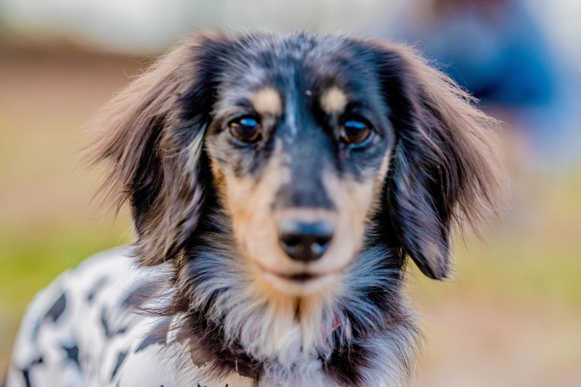来田 篤典が撮影した「ペット」の写真