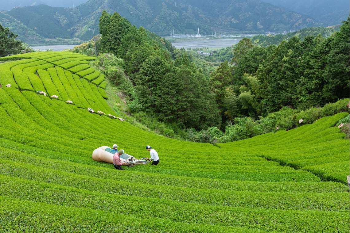 伊東武志が撮影した「商品撮影、動物、その他」の写真