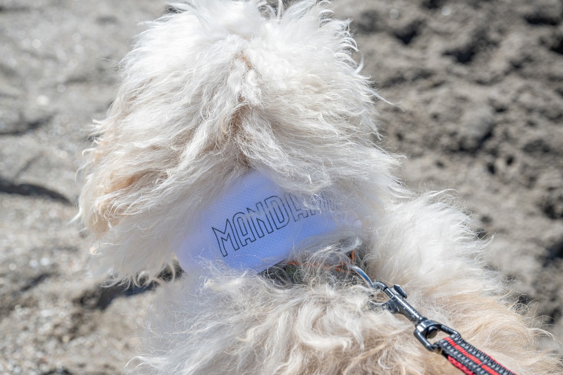 吉田佳央が撮影した「DOG SHOOTING」の写真