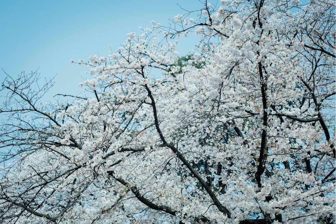 RIE NAGASHIMA photography:)が撮影した「Entrance ceremony of elementary school _2019.04」の写真