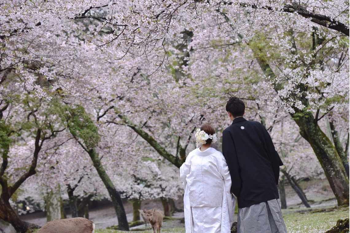 Photo of Pre Weddingphotoshoot in Nara park in the cherry blossom season taken by Kiki photo works