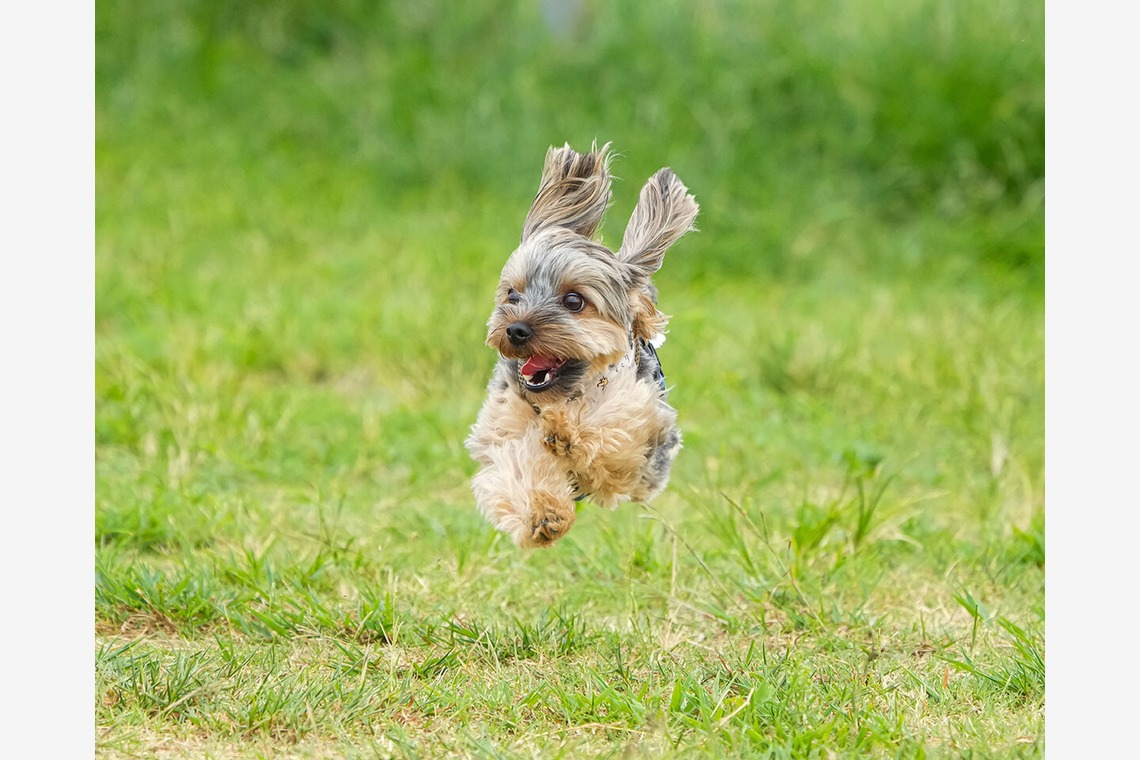 河野慈圓が撮影した「ペット撮影」の写真