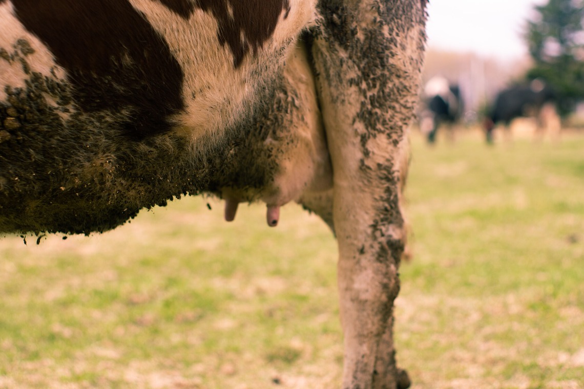 神部葵が撮影した写真のアルバム「菊地ファーム　春の初放牧公開イベント」