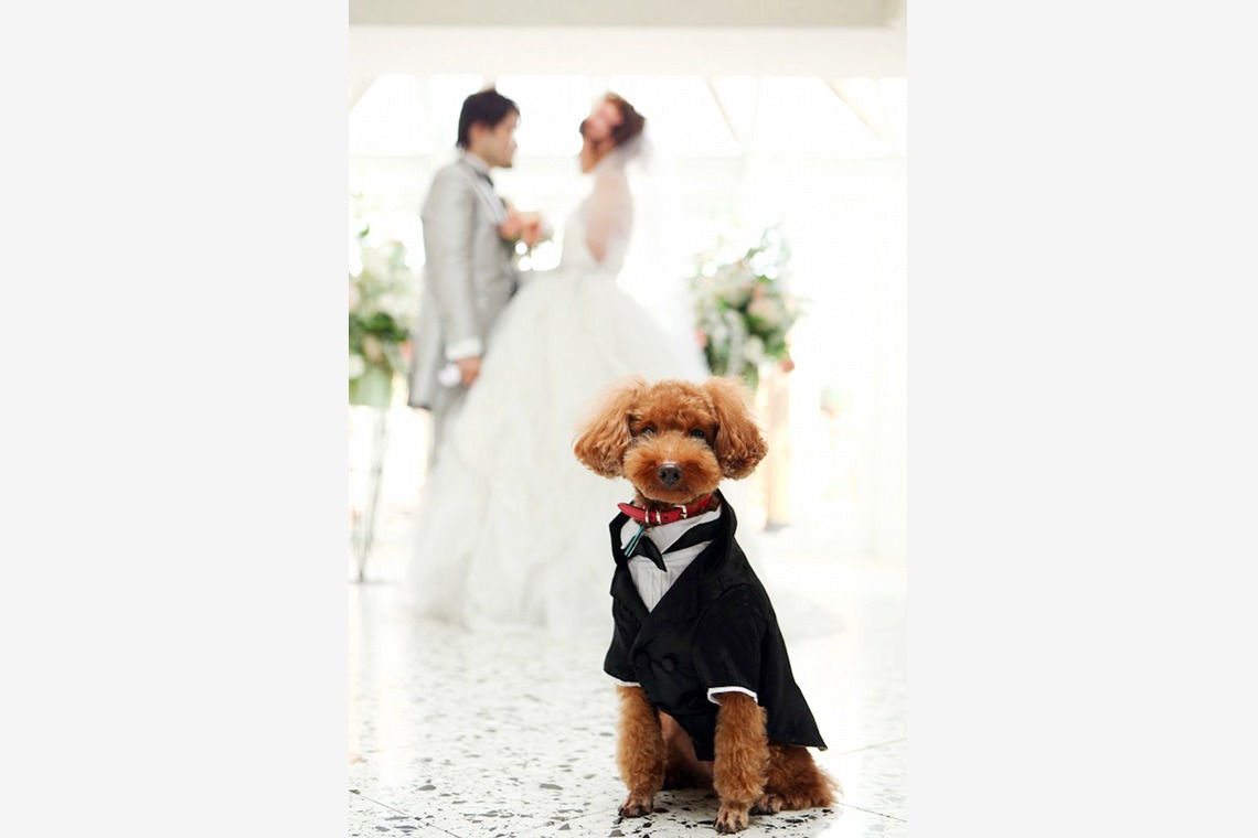 ほんとうにかわいい結婚写真ecoo（エクー）が撮影した「スタジオ」の写真