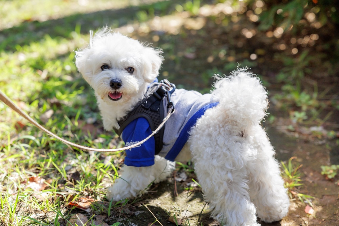 内田　雄一が撮影した「DOGイベントでの撮影」の写真