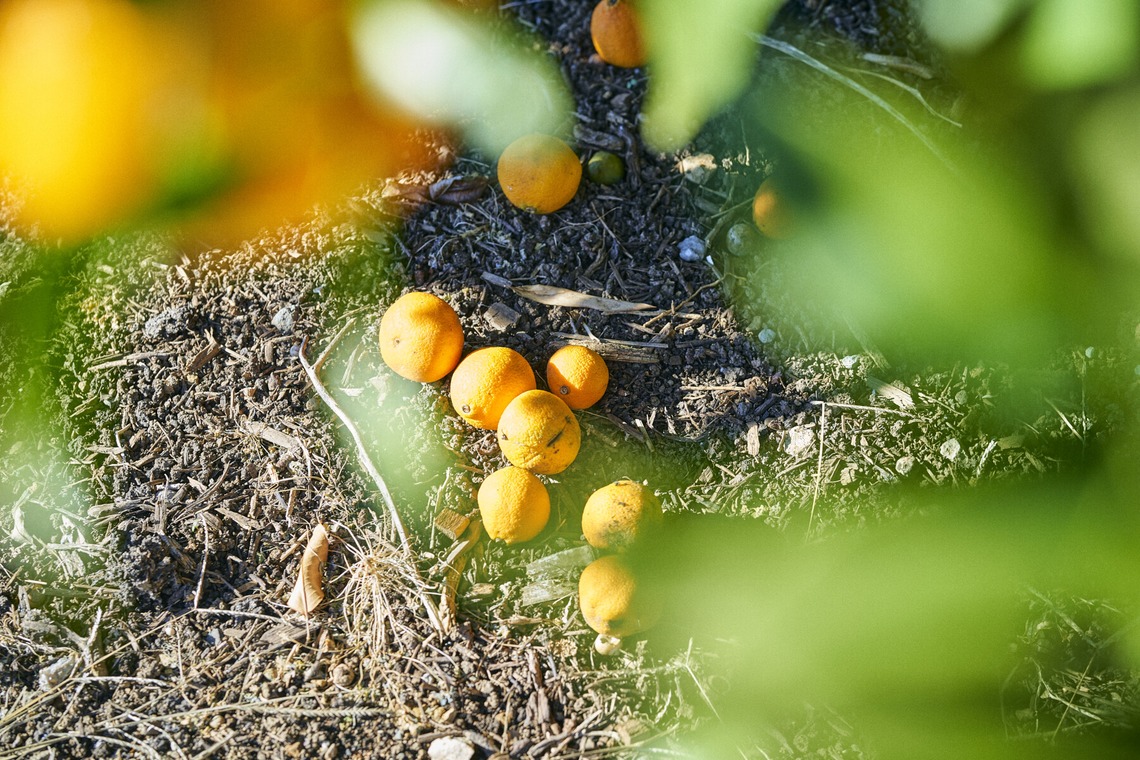 大橋裕紀が撮影した「みかん農園様の商品撮影とスナップ」の写真