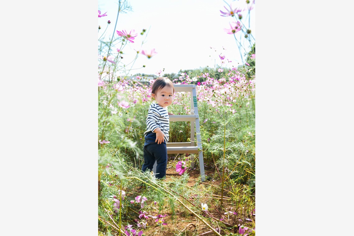 lino-'akaが撮影した写真のアルバム「コスモス」