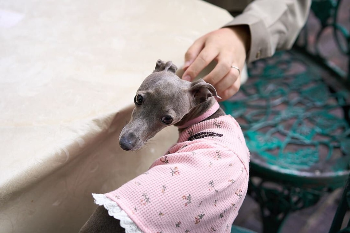 Actが撮影した「愛犬とのカップルフォト」の写真