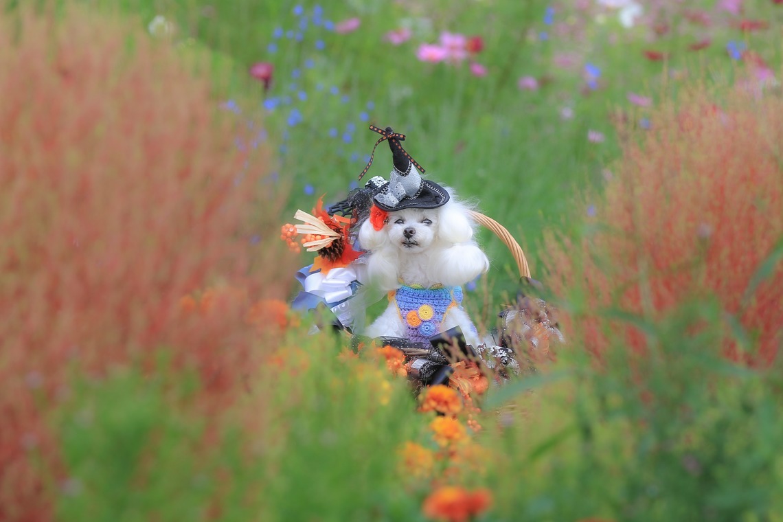 高橋 透（Coo&Sea STUDIO代表）が出張撮影した家族写真(キッズ,ベビーフォト)などが写った「大花壇de撮影会／秋＠横浜」の家族写真