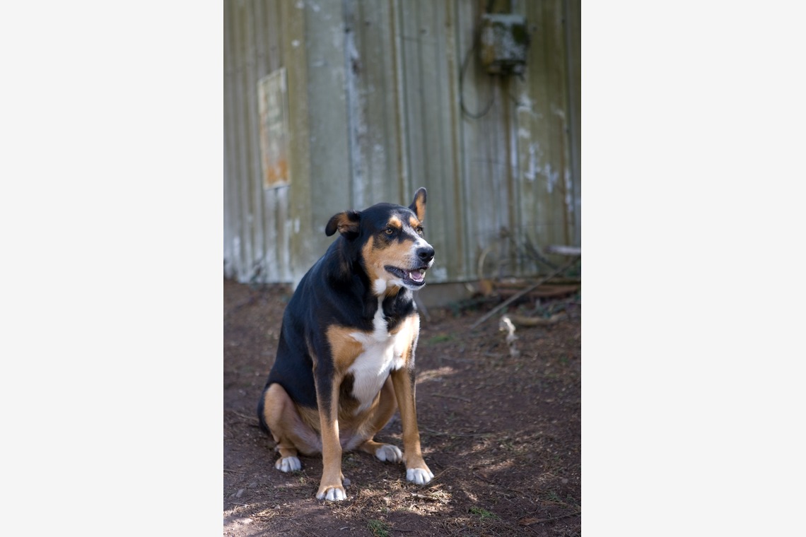 堀勝志古写真事務所が撮影した「pet」の写真