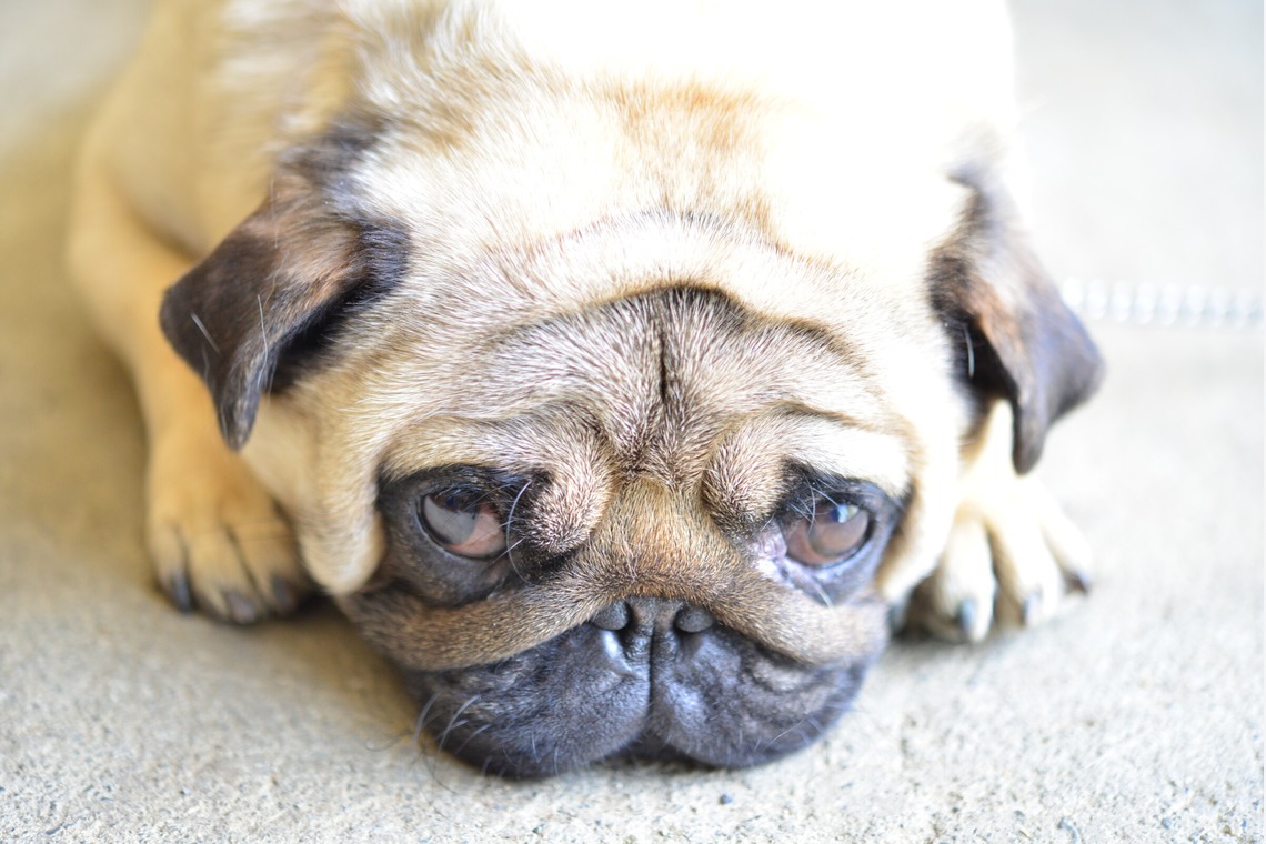 Peace-full photoが撮影した「ペット撮影」の写真