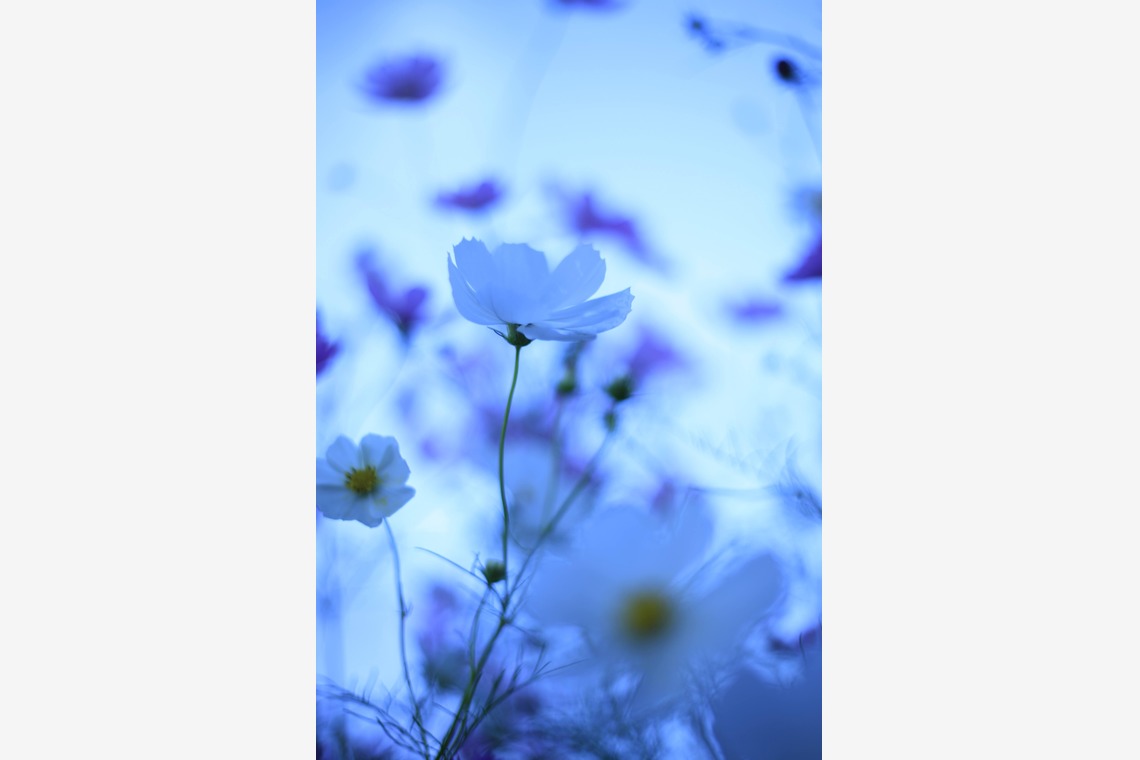 写真屋gonree　阿波根里恵が撮影した「風景写真（コスモス）」の写真