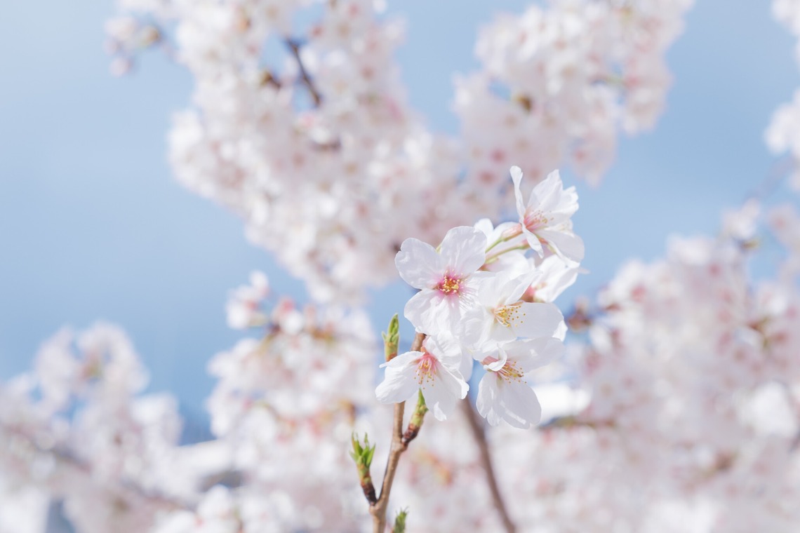 堀内 陽希が撮影した写真のアルバム「植物」
