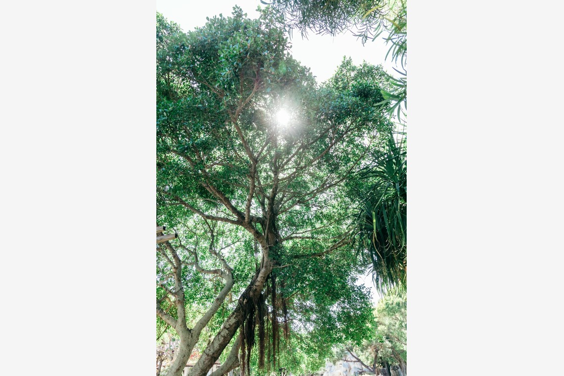 ポートレート沖縄が撮影した「ペット撮影」の写真