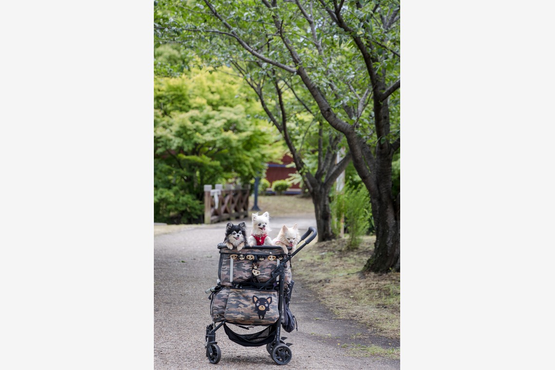 ちずカメラが撮影した「ペット」の写真