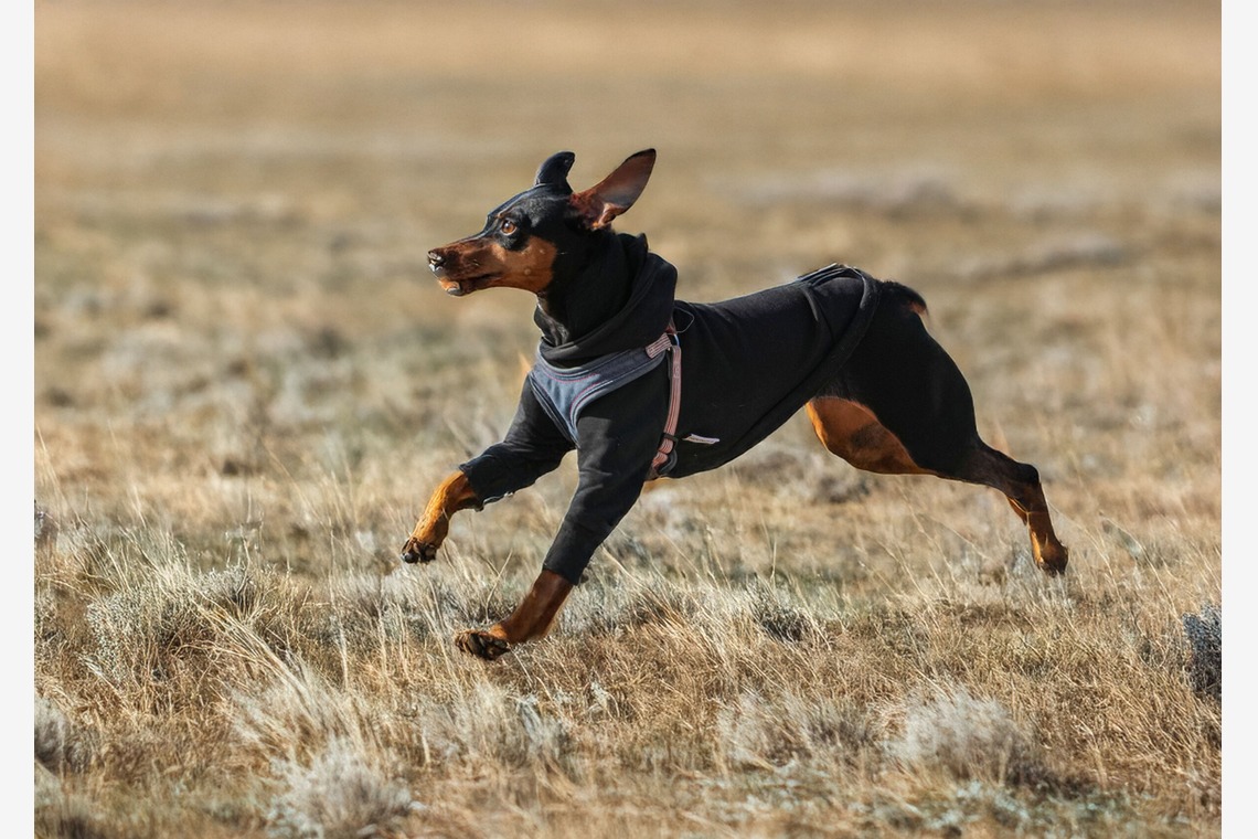 河野慈圓が撮影した「ペット撮影」の写真