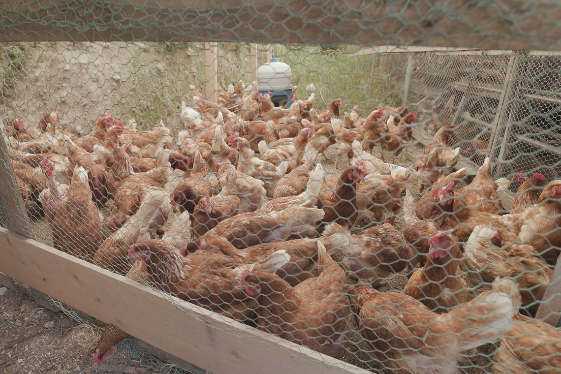 SHO HASEGAWAが撮影した「産地で働く（取材撮影）」の写真