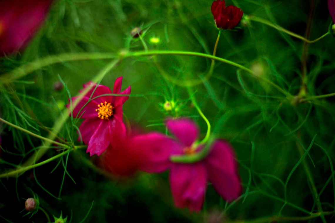 写真屋gonree　阿波根里恵が撮影した「風景写真（コスモス）」の写真