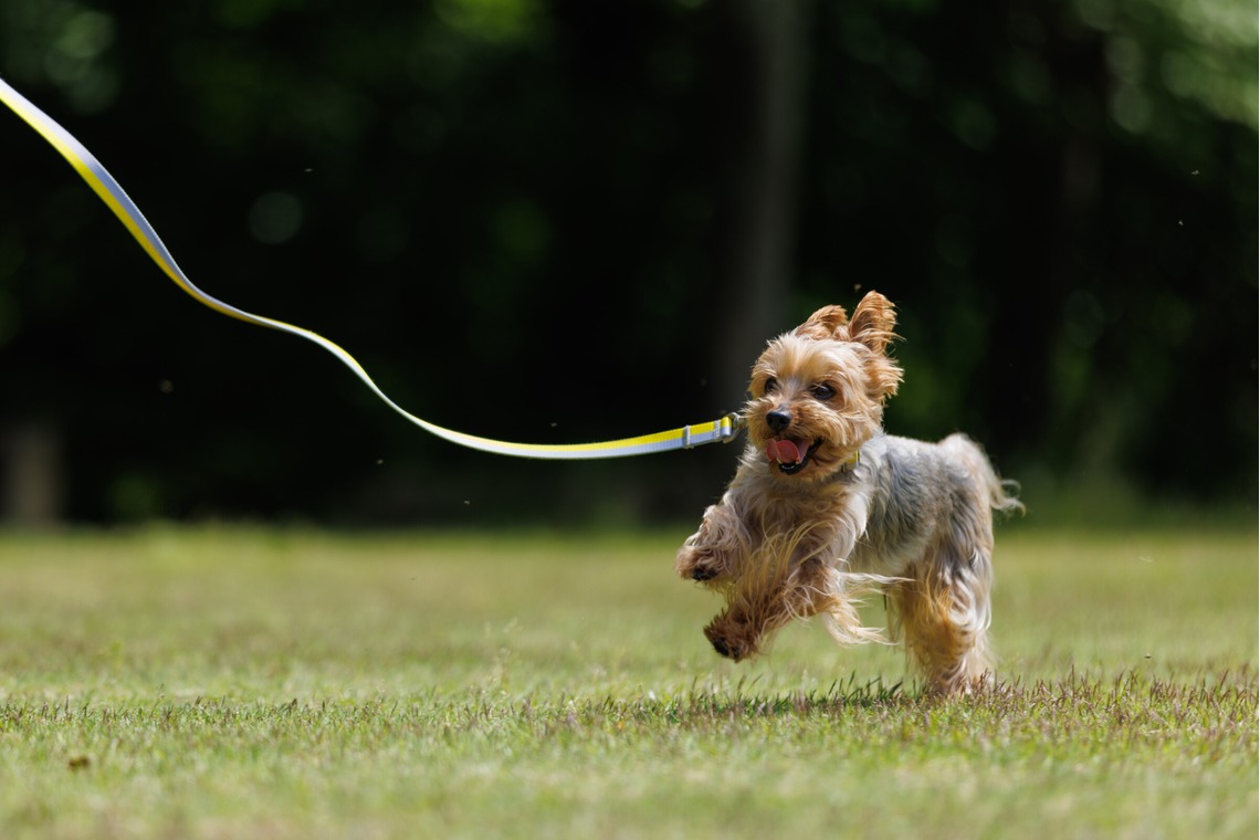 T.Matsumuraが撮影した「ペットと一緒に家族撮影」の写真