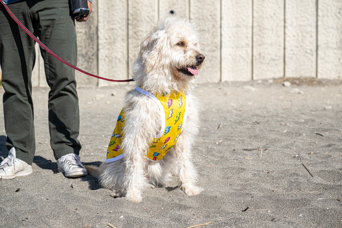 吉田佳央が撮影した「DOG SHOOTING」の写真