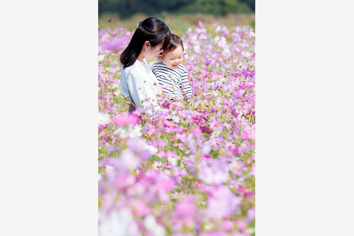 lino-'akaが撮影した写真のアルバム「コスモス」