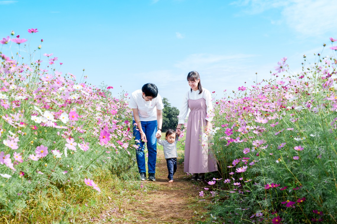 lino-'akaが撮影した写真のアルバム「コスモス」