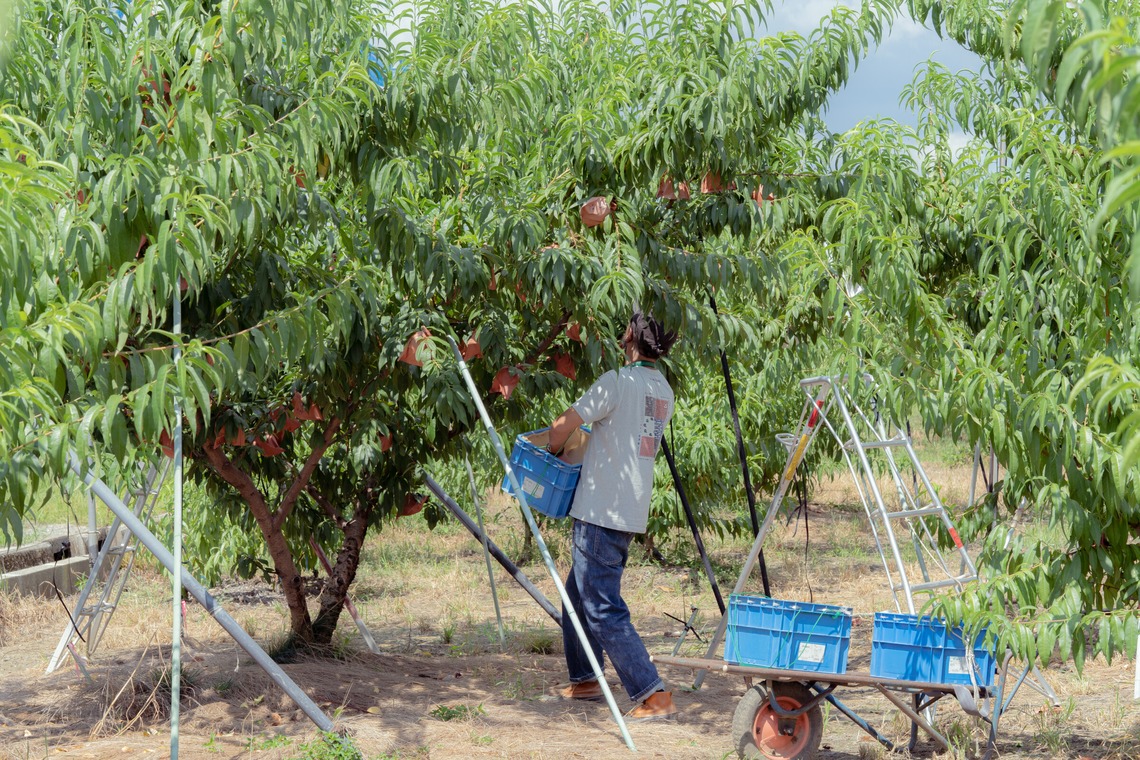 umimoyamamoworksが撮影した「農家さん取材写真」の写真
