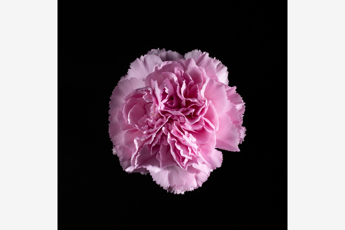 Hiroki Nakane Photographyが撮影した写真のアルバム「料理、物撮り」