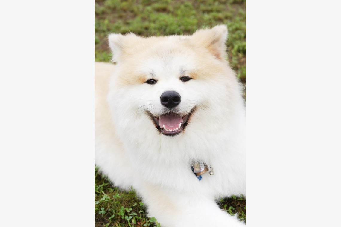 森安　照が撮影した「ペット撮影（犬・猫）」の写真