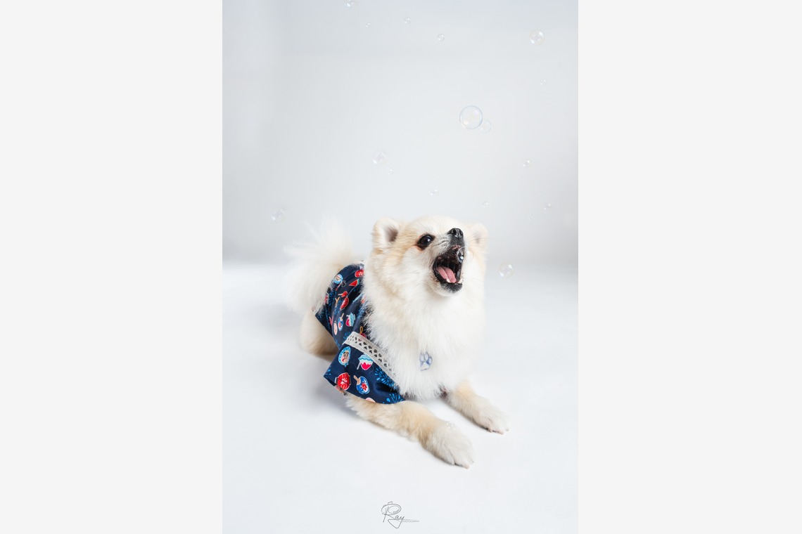 Ray Yamaguchiが撮影した写真のアルバム「ペット撮影」