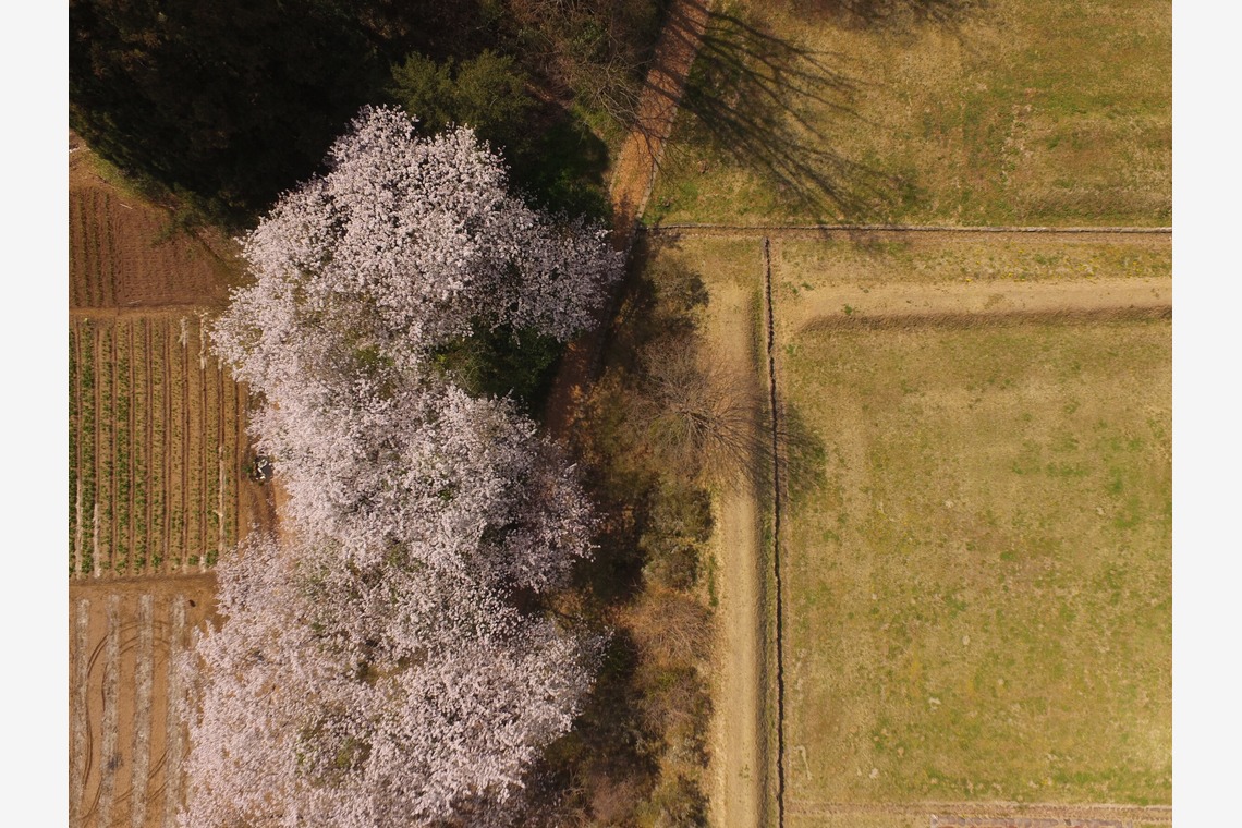 アナハイムエレクトロニクスが撮影した写真のアルバム「桜イベント会場ロケハン」