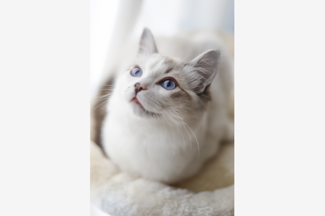 二葉が撮影した「ペットフォト」の写真