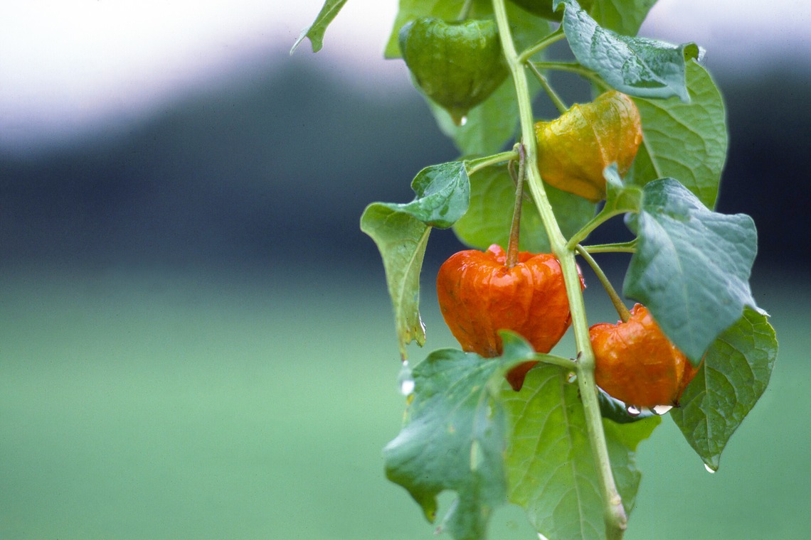 AONO STUDIOが撮影した写真のアルバム「風景」