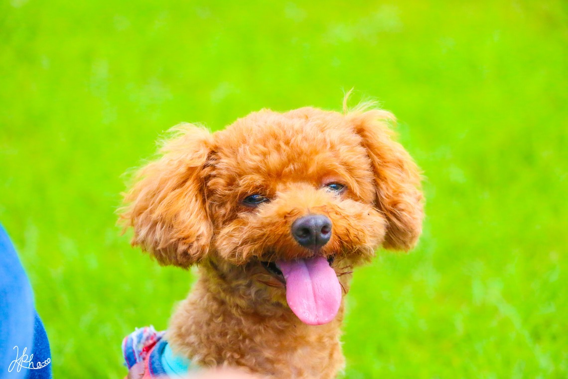 大森光太郎・K-PHOTOが撮影した家族写真(キッズ,ベビーフォト)のアルバム「ペット撮影」