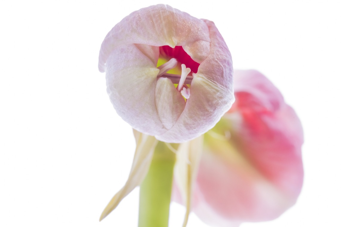 リトルダイナソーが撮影した写真のアルバム「商品出張撮影」