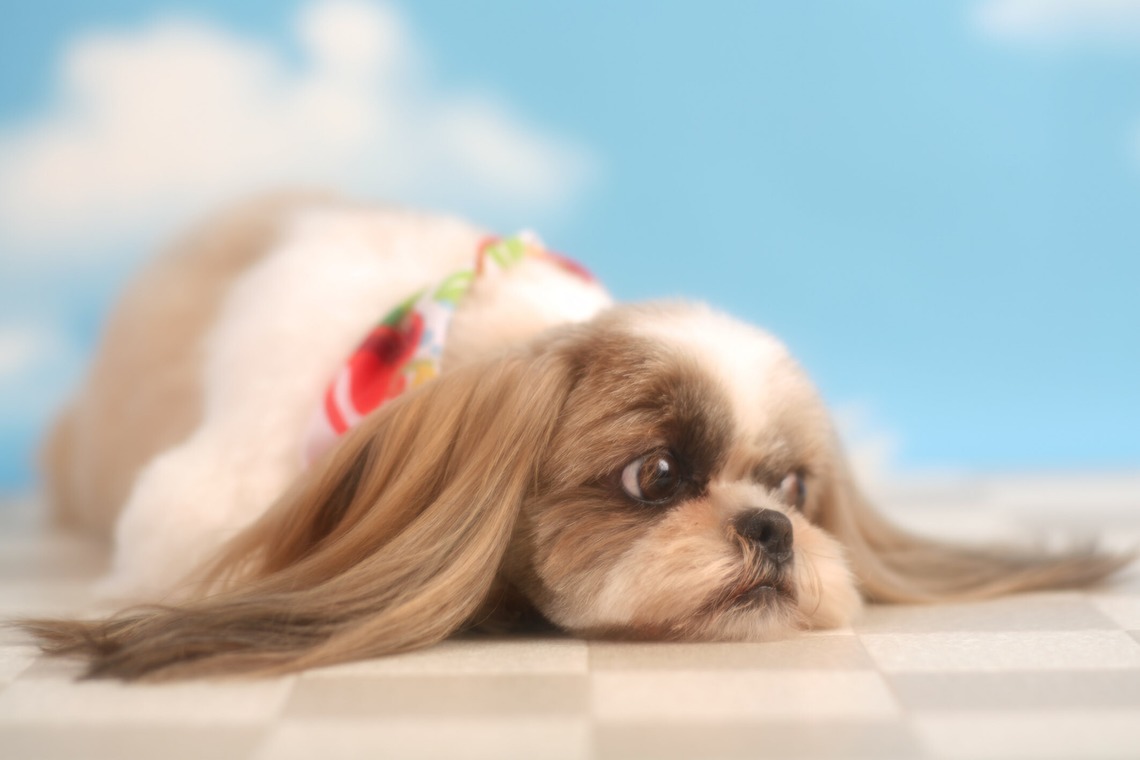 管野　利が撮影した写真のアルバム「ワンちゃん」