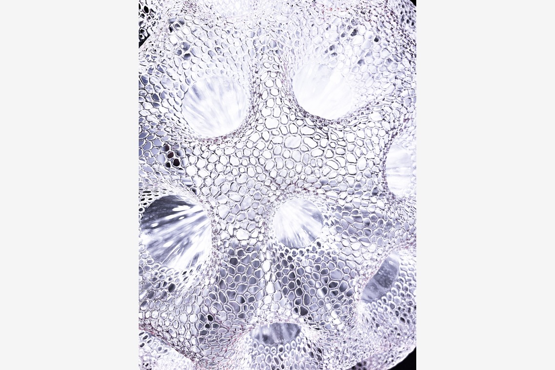 福井麻里が撮影した「商品・料理撮影」の写真