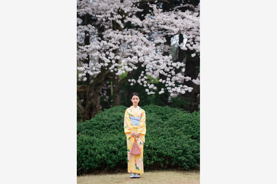 アラタンホヤガが撮影した写真のアルバム「着物撮影　桜」