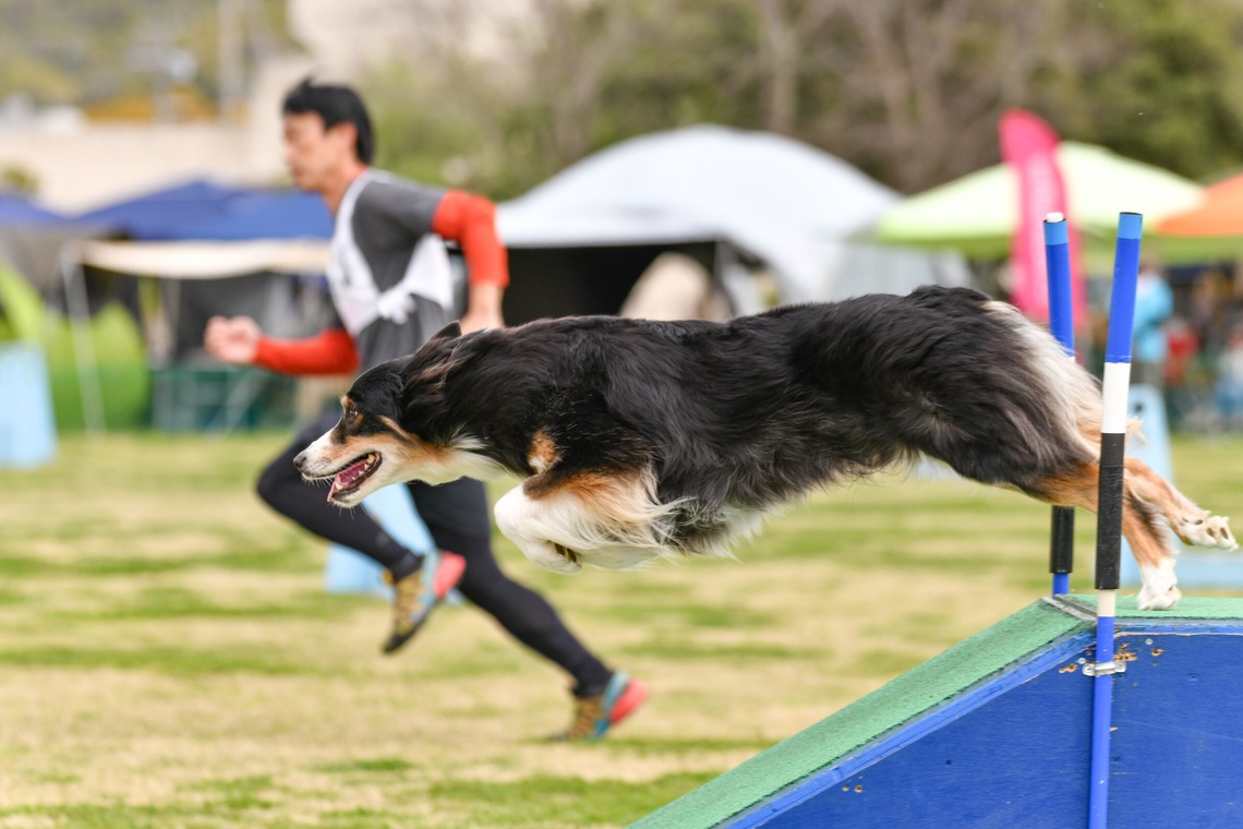 スタジオファンタスが撮影した写真のアルバム「ドッグスポーツエクストリーム」